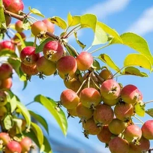 American Crabapple Tree Live Plant, 2 ft Tall, Pink Red Flowers, USDA Zones 5-9 - Image 7