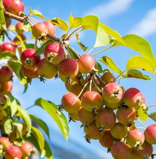 American Crabapple Tree Live Plant, 2 ft Tall, Pink Red Flowers, USDA Zones 5-9 - Image 1