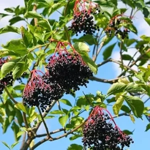 American Elderberry Live Plant, 7-11 Inch Tall, Black Elderberry Shrub - Image 4
