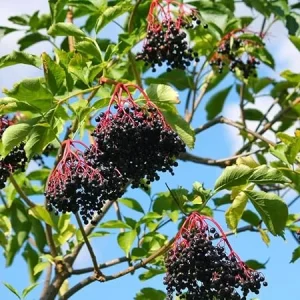 American Elderberry Live Plant, 7-11 Inch Tall, Black Elderberry Shrub - Image 5