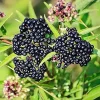 American Elderberry Live Plants (Set of 2) – 6-12 Inch Tall Bush – Hardy Fruit Plant for Gardens - Image 1