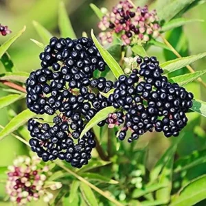 American Elderberry Live Plants (Set of 2) – 6-12 Inch Tall Bush – Hardy Fruit Plant for Gardens - Image 5