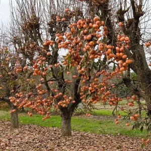 American Persimmon Tree Live Plant - 1 Year Old, Winter Hardy, Zones 4-9 - Image 2
