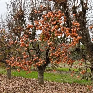 American Persimmon Tree Live Plant - 1 Year Old, Winter Hardy, Zones 4-9 - Image 5