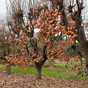 American Persimmon Tree Live Plant - 1 Year Old, Winter Hardy, Zones 4-9 - Image 7