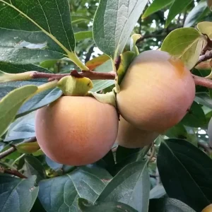 American Persimmon Tree Live Plant - Diospyros Virginiana - 9-12 Inch Tall - Image 10