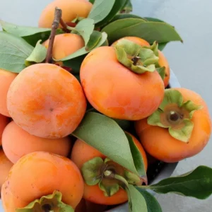 American Persimmon Tree Live Plant - Diospyros Virginiana - 9-12 Inch Tall - Image 2