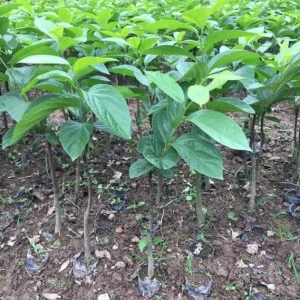 American Persimmon Tree Live Plant - Diospyros Virginiana - 9-12 Inch Tall - Image 3