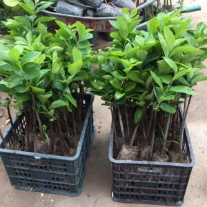 American Persimmon Tree Live Plant - Diospyros Virginiana - 9-12 Inch Tall - Image 4