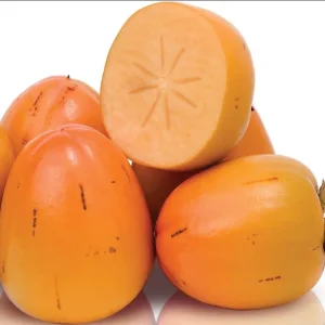 American Persimmon Tree Live Plant - Diospyros Virginiana - 9-12 Inch Tall - Image 6