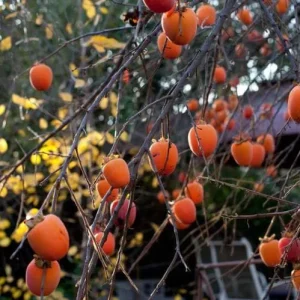 American Persimmon Tree Live Plant - Diospyros Virginiana - 9-12 Inch Tall - Image 7