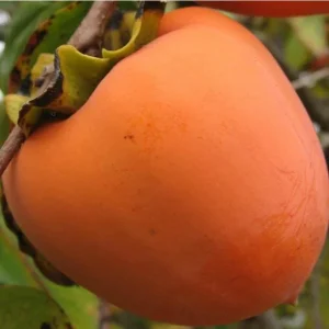 American Persimmon Tree Live Plant - Diospyros Virginiana - 9-12 Inch Tall - Image 8