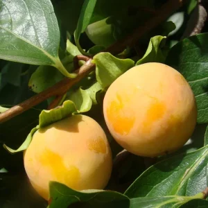 American Persimmon Tree Live Plant - Diospyros Virginiana - 9-12 Inch Tall - Image 9