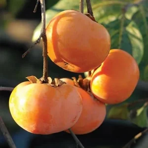 American Persimmon Tree Live Plant - Quart Pot, 6-12 Inches Tall, Outdoor - Image 4