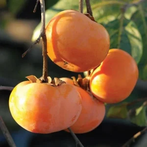 American Persimmon Tree Live Plant - Quart Pot, 6-12 Inches Tall, Outdoor - Image 5