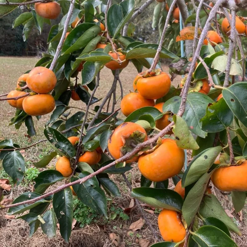 American Persimmon Trees Live Plants - 2 Pack, 12-24" Bare Root Seedlings, Cold Hardy - Image 2