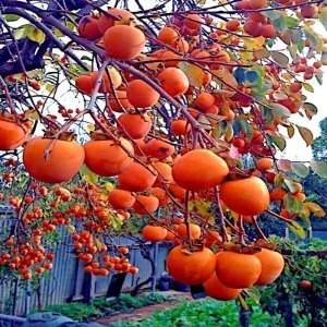 American Persimmon Trees Live Plants - 2 Pack, 12-24