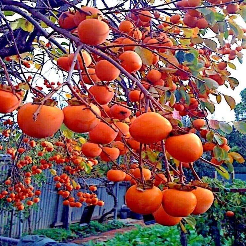 American Persimmon Trees Live Plants - 2 Pack, 12-24" Bare Root Seedlings, Cold Hardy - Image 5