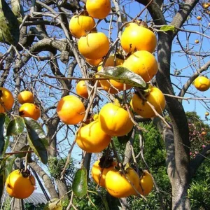 American Persimmon Trees Live Plants - 2 Pack, 12-24