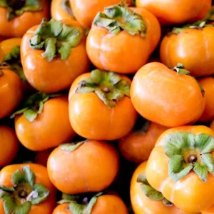 American Persimmon Trees Live Plants - 2 Pack, 12-24