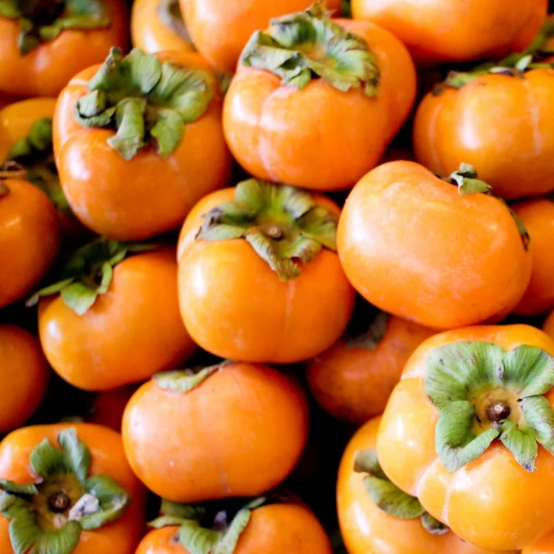 American Persimmon Trees Live Plants - 2 Pack, 12-24" Bare Root Seedlings, Cold Hardy - Image 1