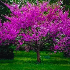 American Redbud Tree Live Plant - 1-2ft Dormant Seedlings - Pink Flowers - Image 1