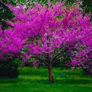 American Redbud Tree Live Plant - 1-2ft Dormant Seedlings - Pink Flowers - Image 7