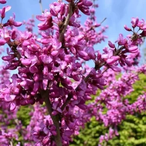 American Redbud Tree Live Plant 4-5 FT Tall - Ornamental Pink Purple Blooms - Image 3