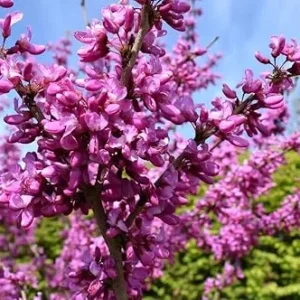 American Redbud Tree Live Plant 4-5 FT Tall - Ornamental Pink Purple Blooms - Image 6