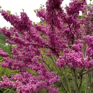 American Redbud Tree Live Plant - Cercis Canadensis Ornamental 2 FT Tall - Image 2