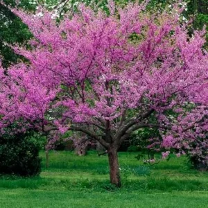 American Redbud Tree Live Plant - Ornamental Red Bud 3-4 FT Tall - Outdoor - Image 3