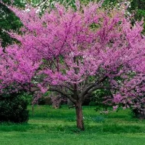 American Redbud Tree Live Plant - Ornamental Red Bud 3-4 FT Tall - Outdoor - Image 4