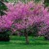 American Redbud Tree Live Plant - Ornamental Red Bud 3-4 FT Tall - Outdoor - Image 1