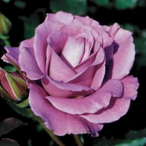 Angel Face Rose Plant - Fragrant Plum Lilac Floribunda Live Plant 5-7 Inch Tall - Image 3