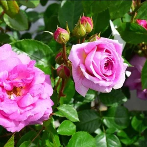 Angel Face Rose Plant - Fragrant Plum Lilac Floribunda Live Plant 5-7 Inch Tall - Image 4