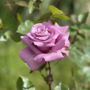 Angel Face Rose Plant - Fragrant Plum Lilac Floribunda Live Plant 5-7 Inch Tall - Image 5