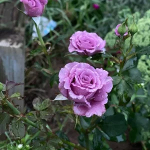 Angel Face Rose Plant - Fragrant Plum Lilac Floribunda Live Plant 5-7 Inch Tall - Image 6