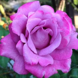 Angel Face Rose Plant - Fragrant Plum Lilac Floribunda Live Plant 5-7 Inch Tall - Image 1