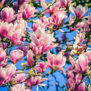 Ann Magnolia Live Plants - Set of 2, 8-12 Inch Tall Rooted Cuttings, Hardy Flowering Shrubs, Outdoor - Image 2