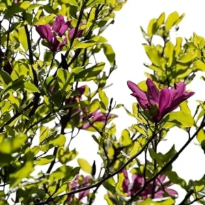 Ann Magnolia Tree Live Plant - 2 Ft Tall Purple Flowering Magnolia, USDA Zones 5-9 - Image 6