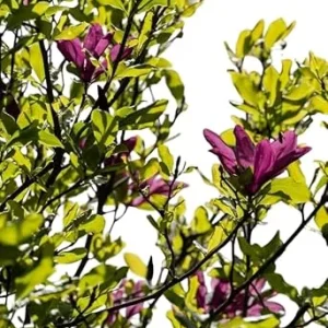 Ann Magnolia Tree Live Plant - 2 Ft Tall Purple Flowering Magnolia, USDA Zones 5-9 - Image 7