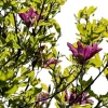 Ann Magnolia Tree Live Plant - 2 Ft Tall Purple Flowering Magnolia, USDA Zones 5-9 - Image 1
