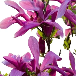 Ann Magnolia Tree Live Plant - 3 Ft Tall, Purple Flowering Deciduous Tree for Outdoor - Image 5