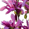 Ann Magnolia Tree Live Plant - 3 Ft Tall, Purple Flowering Deciduous Tree for Outdoor - Image 1