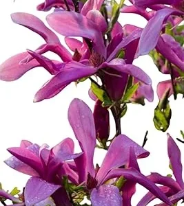 Ann Magnolia Tree Live Plant - 3 Ft Tall, Purple Flowering Deciduous Tree for Outdoor - Image 1