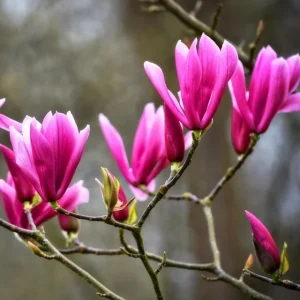 Ann Magnolia Tree Live Plant, 6-12 Inch Tall, 2.5 Inch Pot, Fragrant Pink Flowers, Outdoor - Image 2