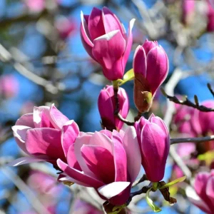 Ann Magnolia Tree Live Plant, 6-12 Inch Tall, 2.5 Inch Pot, Fragrant Pink Flowers, Outdoor - Image 1