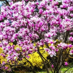 Ann Magnolia Tree Live Plant, Pink Flowers, 6-12 Inches Tall, 2.5 Inch Pot, Outdoor - Image 4