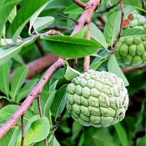 Annona Squamosa Sugar Apple Live Plant - 7-10 Inch Tall - Tropical Fruit Tree in 3 Inch Pot - Image 1
