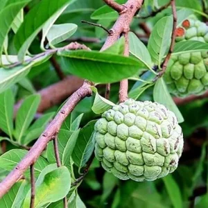Annona Squamosa Sugar Apple Live Plant - 7-10 Inch Tall - Tropical Fruit Tree in 3 Inch Pot - Image 7